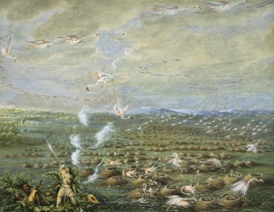 Flamingo Shooting in South America by George Catlin